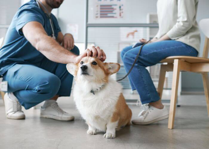 veterinarian petting dog