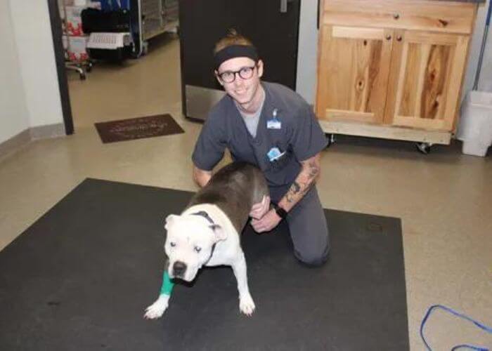 a dog at the vet clinic on annual visit