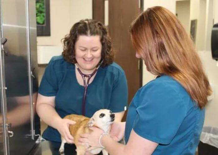 two veterinarians examining a small dog