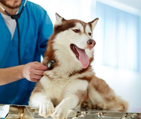 veterinarian  examine a dog 