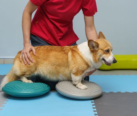 A corgi on balance pads receiving physiotherapy