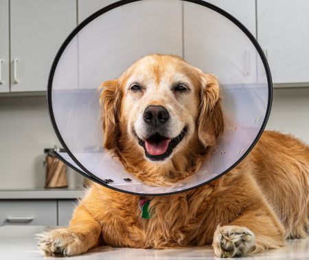 Dog with cone