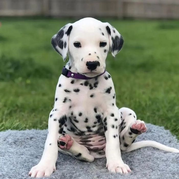 A Dalmatian puppy sitting on grass