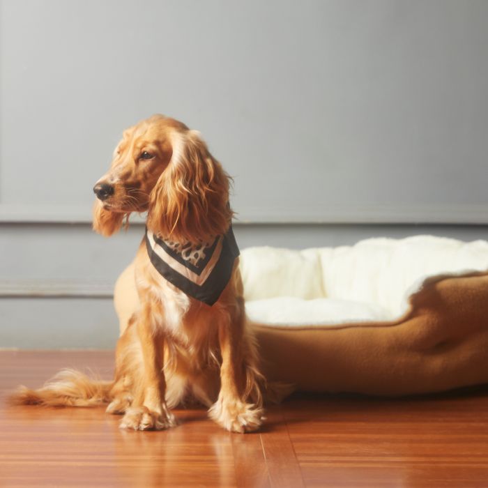 Golden Cocker Spaniel wearing a bandana sits beside a dog bed