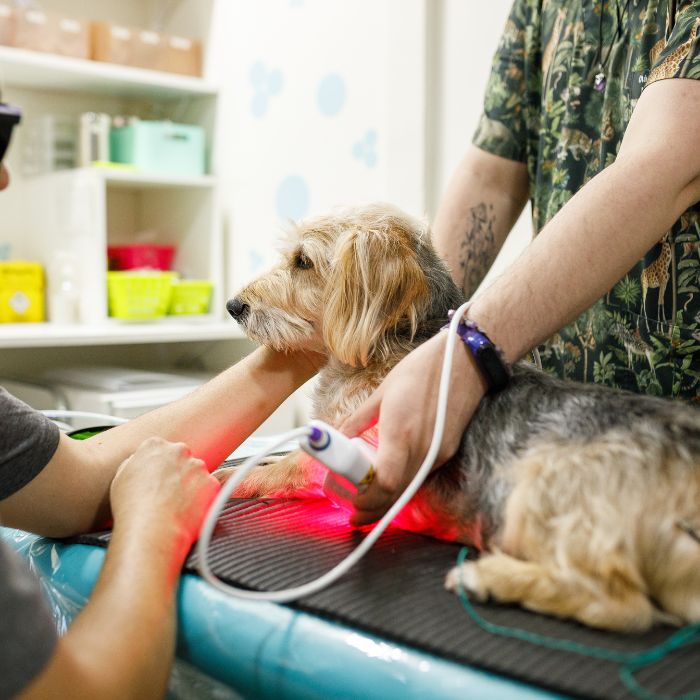 Dog receiving laser treatment on a vet clinic