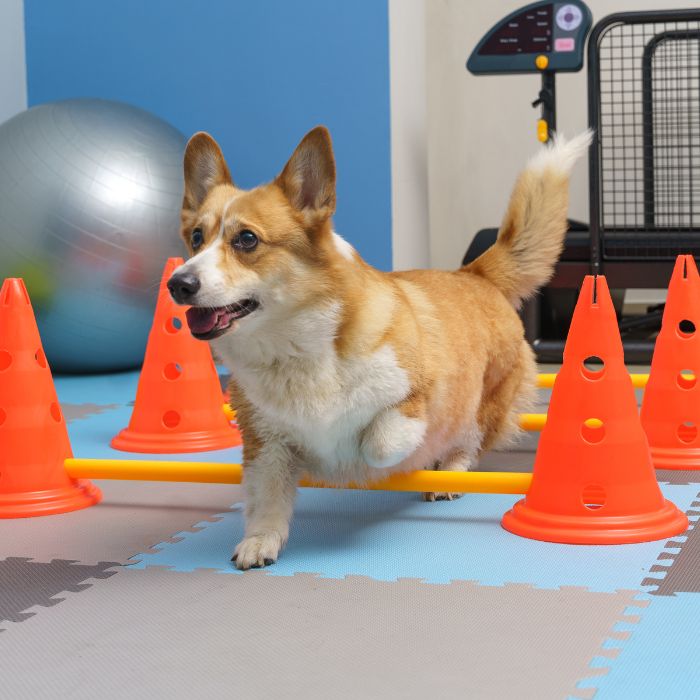 A Corgi dog navigating through orange cones