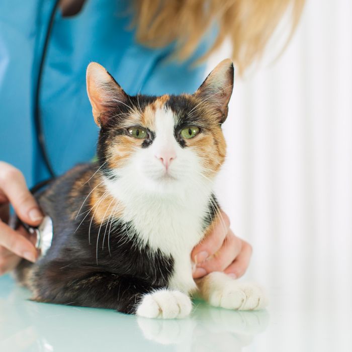 A veterinarian examining a tricolor cat on a table