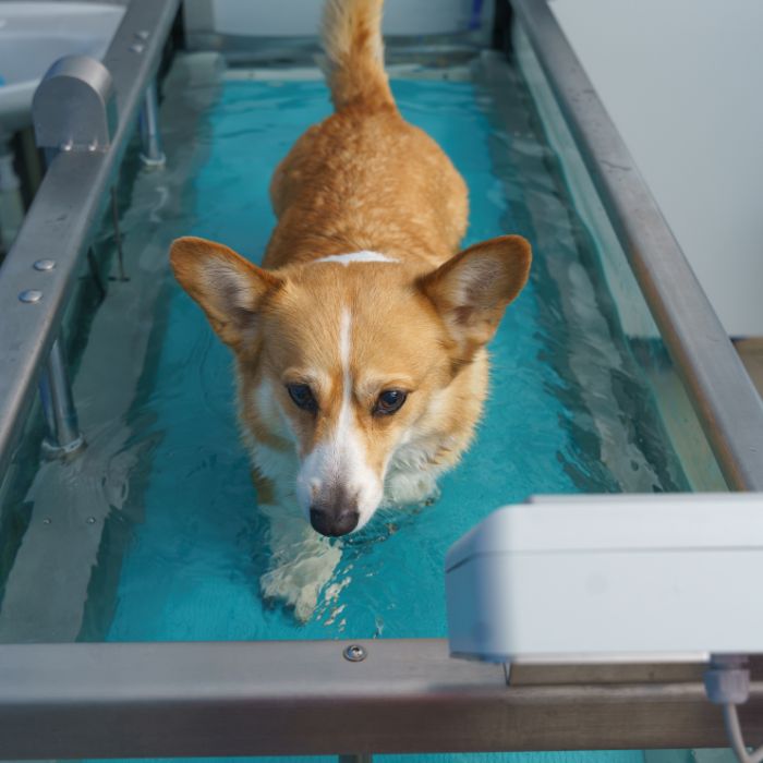 Orange and white dog walking in a water therapy treadmill