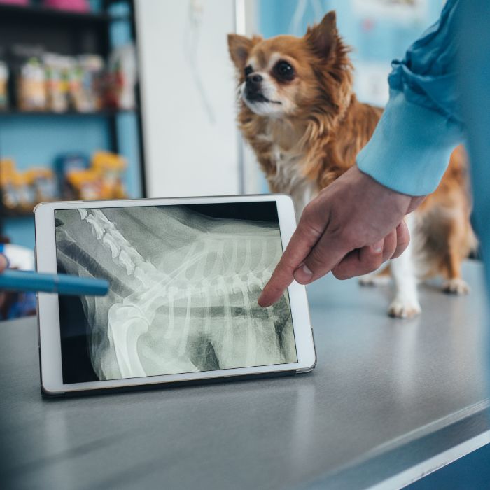 A veterinarian pointing at a dog's X-ray on a tablet