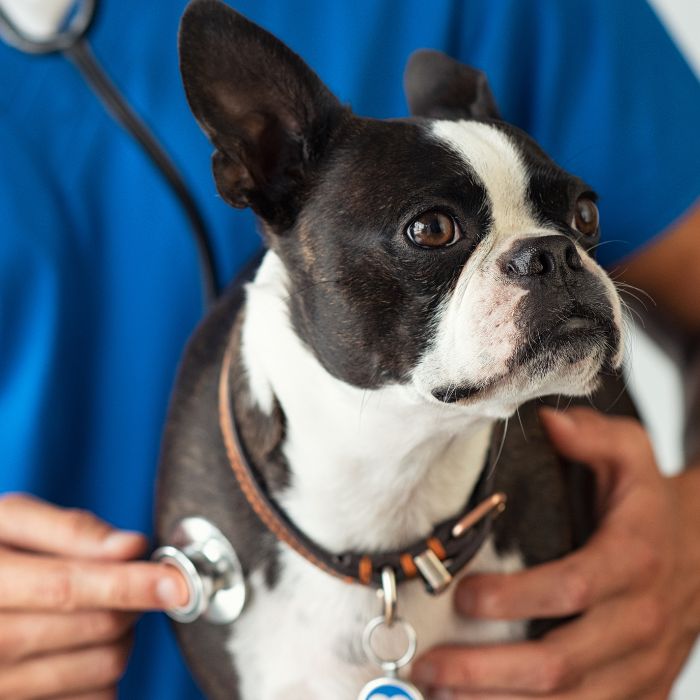 Boston Terrier dog with a vet in blue scrubs using a stethoscope