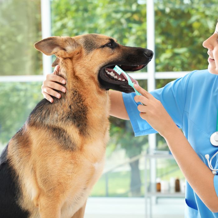 A German Shepherd getting its teeth brushed by a vet