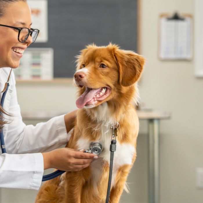 A vet examining a golden retriever with a stethoscope