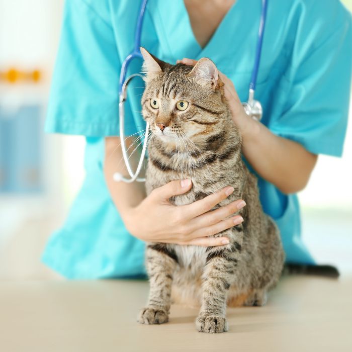 A tabby cat being examined by a veterinarian