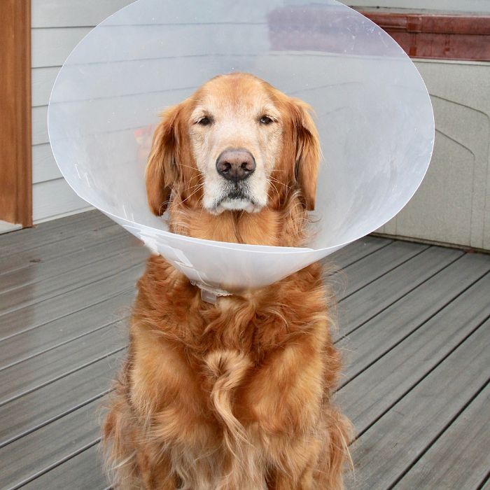 Golden retriever wearing a cone collar standing on a wooden deck