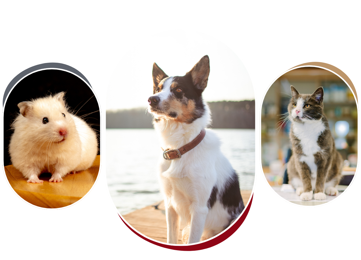 Three portraits of pets a hamster, a dog, and a cat