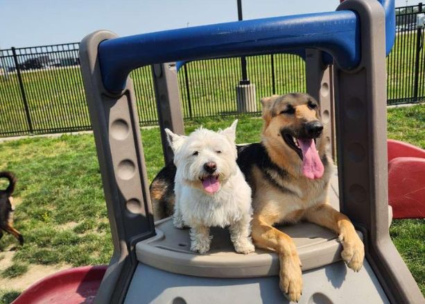 dogs on playground equipment