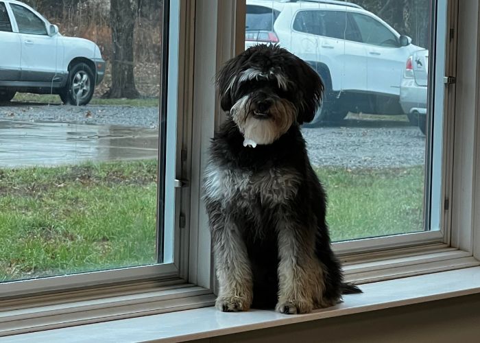 pup looking out window at day lodge