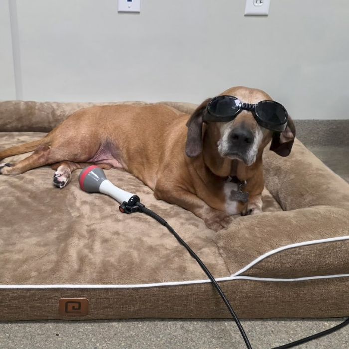 Dog receiving laser treatment on a vet clinic