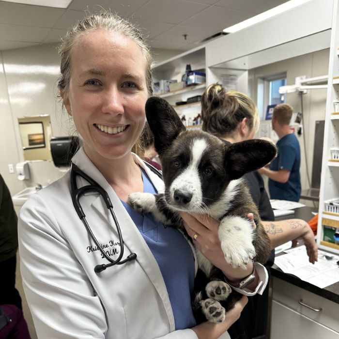 Boston Terrier dog with a vet in blue scrubs using a stethoscope