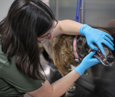 ashton looging at dog's teeth Ashton examining dog's teeth