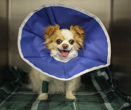 happy dog in e collar Happy dog wearing e-collar