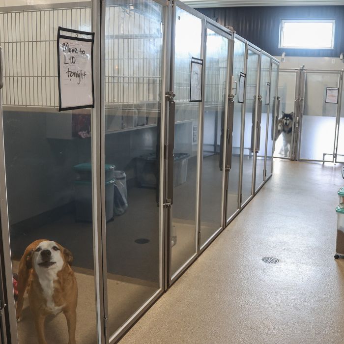 Golden Cocker Spaniel wearing a bandana sits beside a dog bed