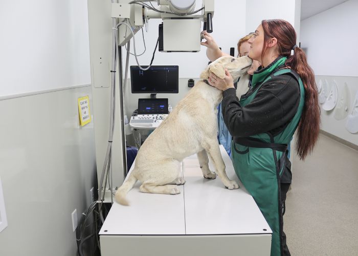 puppy kissing megan chin in xray puppy kissing Megan on the X-ray table