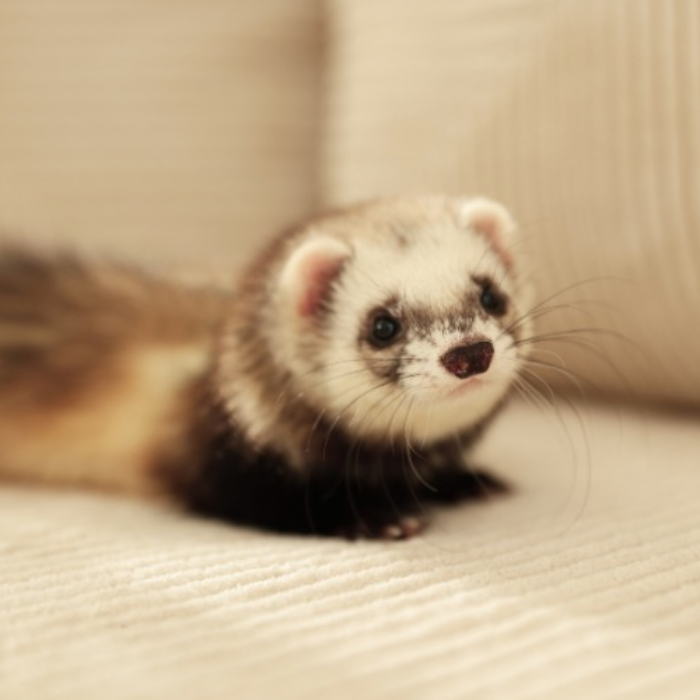 A veterinarian pointing at a dog's X-ray on a tablet
