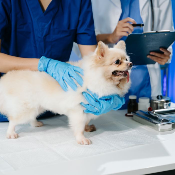 A veterinarian pointing at a dog's X-ray on a tablet