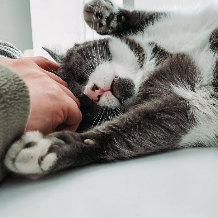 Dog receiving laser treatment on a vet clinic